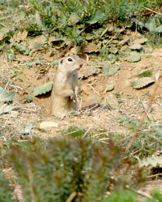 Citello comune (Spermophilus citellus)